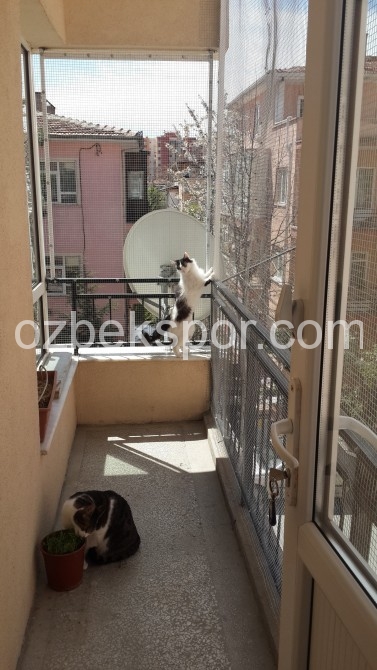 KEDİ GÜVENLİK FİLESİ